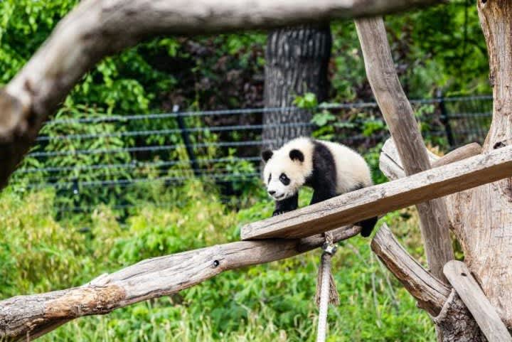 韓国人気グループblackpinkが赤ちゃんパンダに素手で接触 中国野生動物保護協会も批判 Daily Sun New York