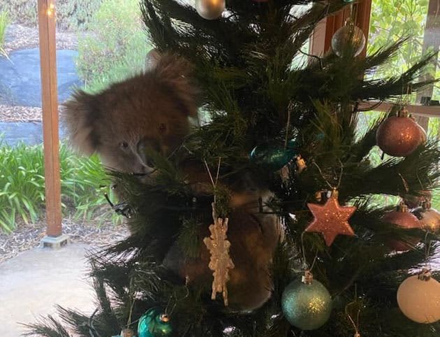 家に帰ったらクリスマスツリーにコアラが 一体なぜ コアラはネットの人気者に Dailysun New York