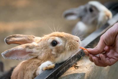 致死率9割のウサギウイルス性出血病が世界的に流行か 日本でも数十匹を確認 Daily Sun New York