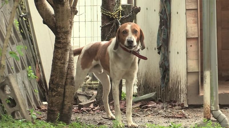 耳などかまれ意識不明 飼い犬と散歩中に Daily Sun New York