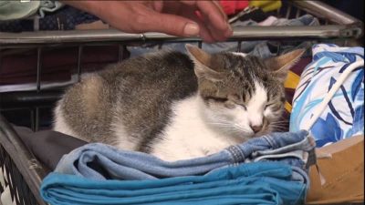 子猫殺し食べた日本人に罰金 トルコで 国外退去処分へ Daily Sun New York