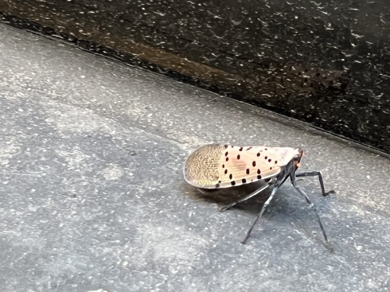 樹木荒らす害虫、NY市周辺に再出没 斑点ランタンフライ「叩き潰して